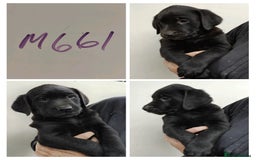 Labrador Retriever dogs for sale: Lovely Chunky Labrador Puppies - Image 6