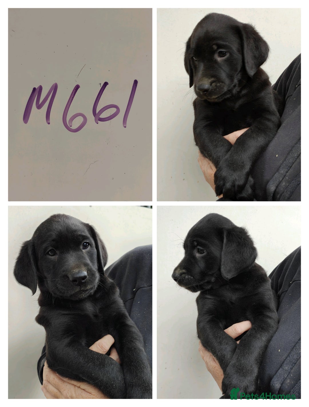Labrador Retriever dogs for sale: Lovely Chunky Labrador Puppies - Image 6