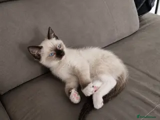 Siamese cats READY NOW HEALTH TESTED SIAMESE GIRLS - Advert 1