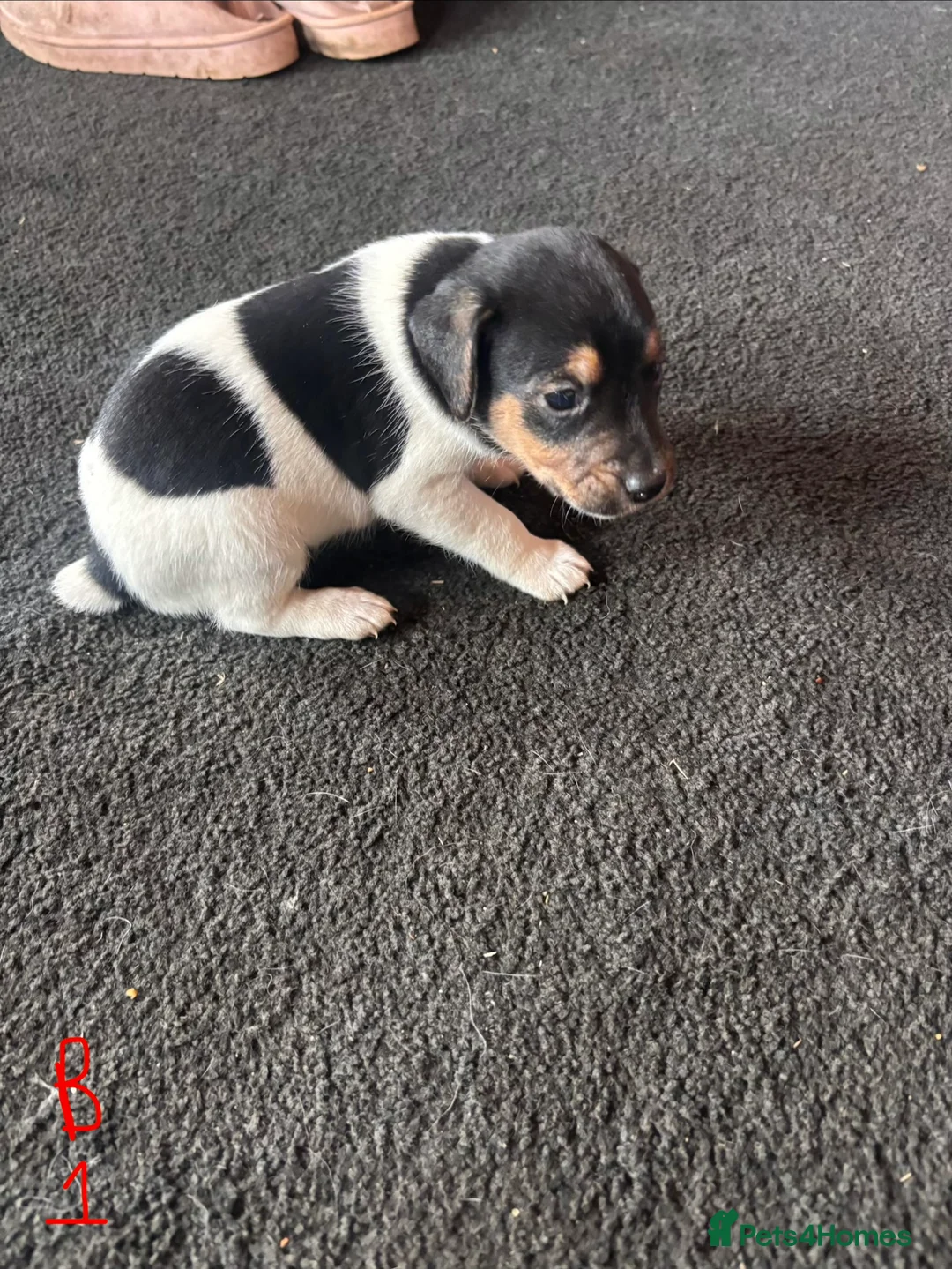 Jack Russell dogs for sale: Lovely small jack Russell pups  - Advert 10