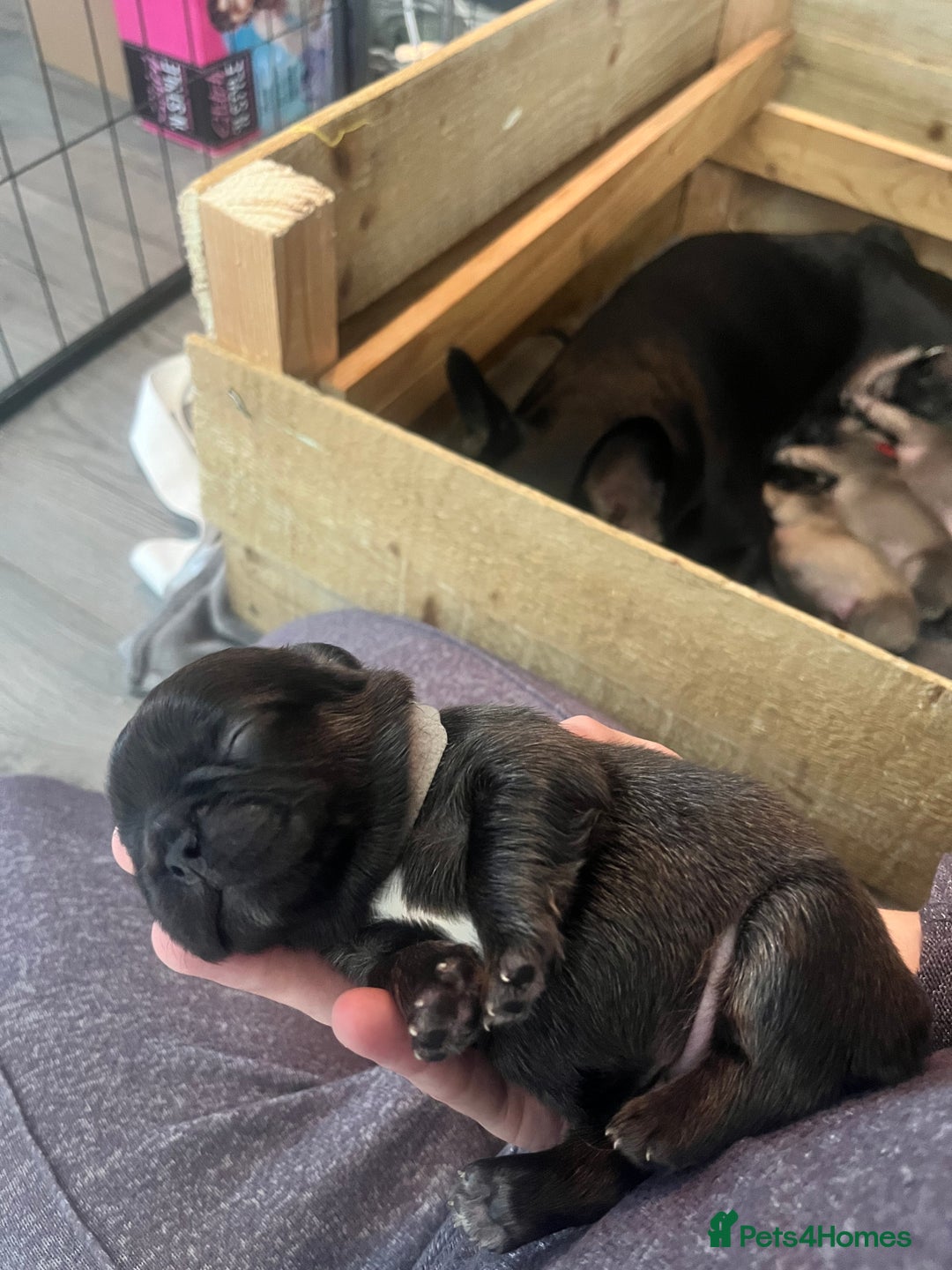 French Bulldog dogs for sale: French bulldog pups  - Image 10