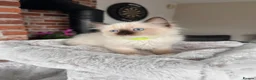 Ragdoll cats for sale: Ready Now! Beautiful Ragdoll Kittens! Xx  - Advert 24