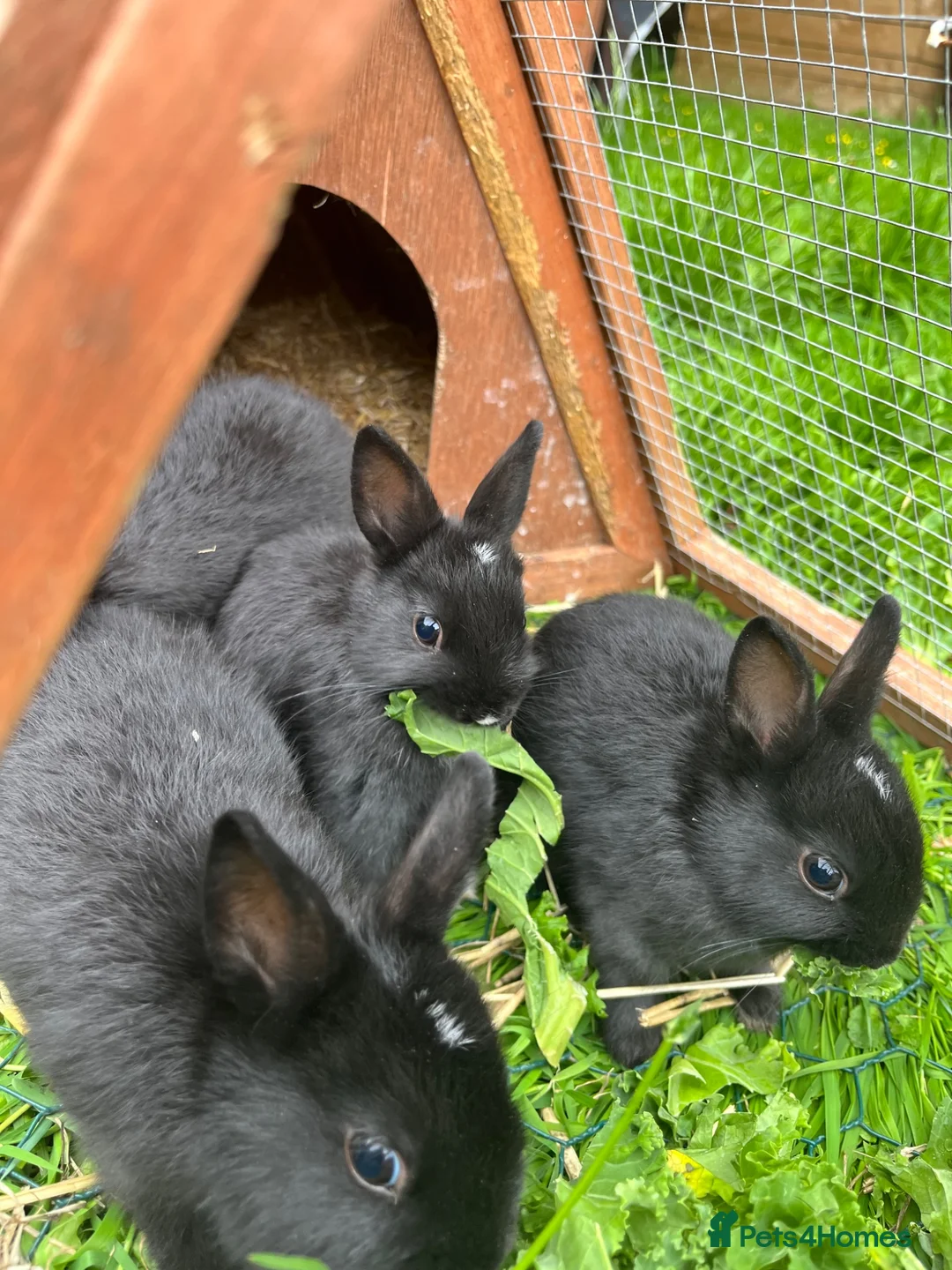 Netherland Dwarf rabbits for sale: Beautiful Netherland Dwarf babies.  - Advert 2