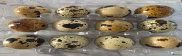 Quail poultry for sale: Corturnix quail fertile eggs - Advert 16