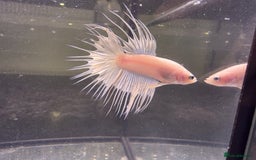 Bettas fish for sale: Broadheath Bettas  - Advert 4