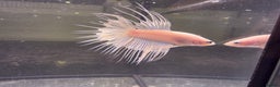 Bettas fish for sale: Broadheath Bettas  - Advert 4