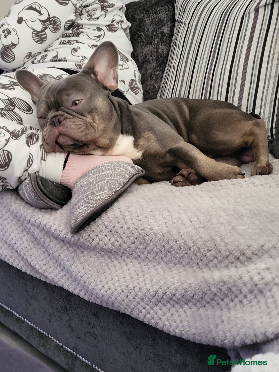 French Bulldog dogs for sale: Beautiful lilac boy - Advert 3