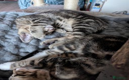 Domestic Shorthair cats for sale: Beautiful domestic short hair kittens for sale  - Image 16