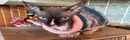 Sphynx cats for sale: Sad rehoming of our Sphynx cat  in Fareham - Advert 4