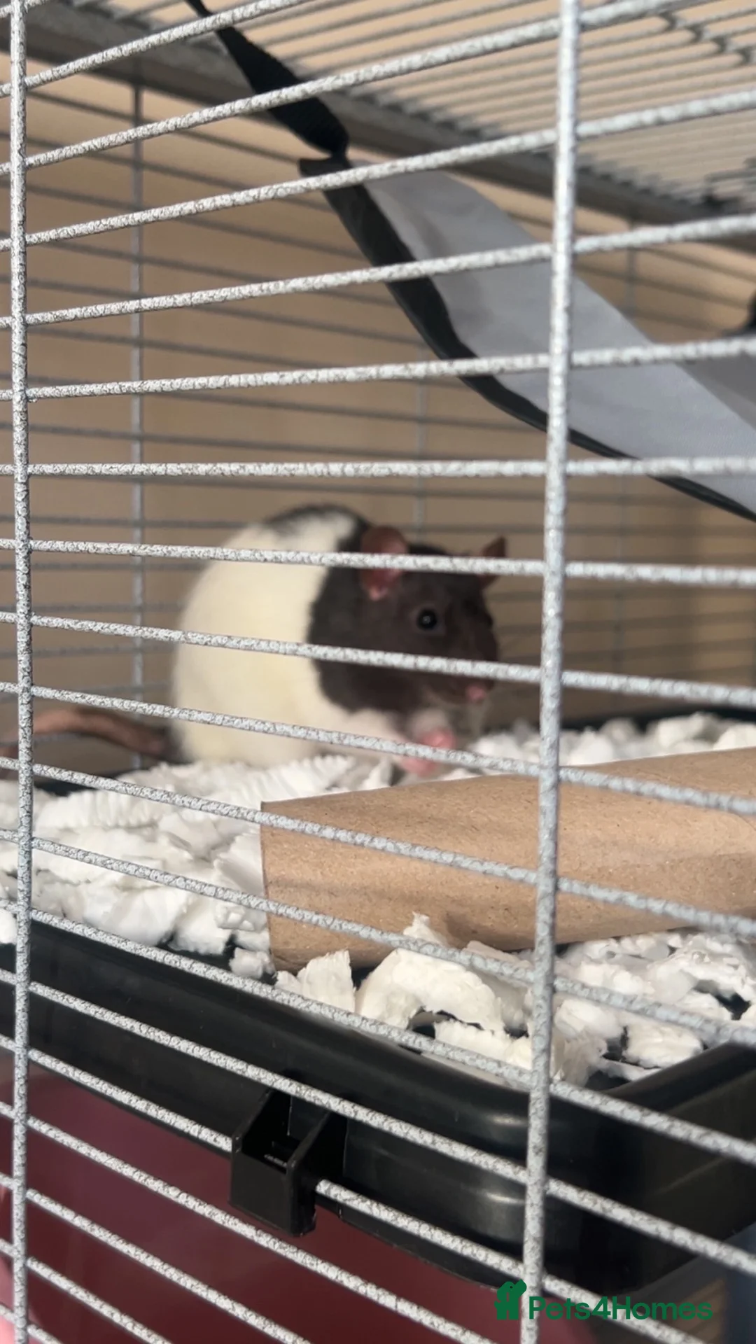 Rat rodents for sale: Rats need re homing asap in Banbury - Advert 4