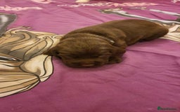 Mixed Breed dogs for sale: Cockerdor x english springer spaniel  - Image 4