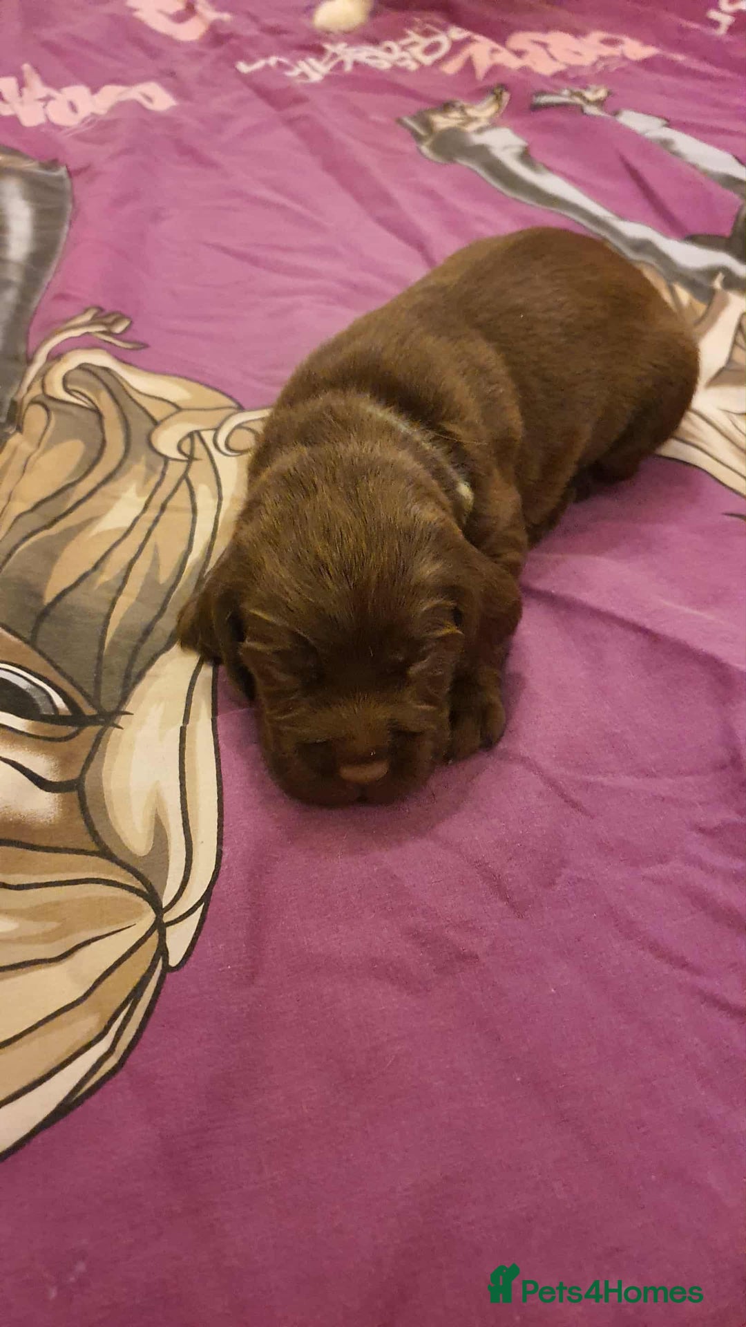 Mixed Breed dogs for sale: Cockerdor x english springer spaniel  - Image 4