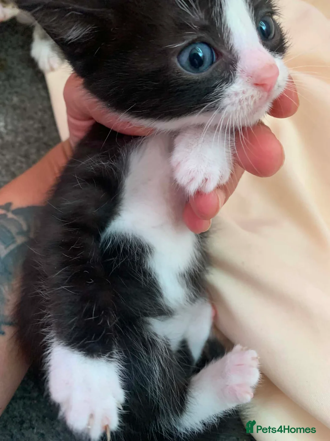 Mixed Breed cats for sale: Kittens  - Advert 2