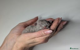 Devon Rex cats for sale: Blue & Lilac Devon Rex Kittens Taking Reservations - Image 8