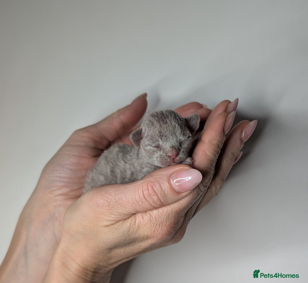 Devon Rex cats for sale: Blue & Lilac Devon Rex Kittens Taking Reservations - Image 8