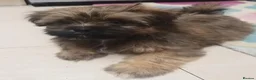 Shih Tzu dogs for sale: Shih  Tzu  girl  - Advert 1