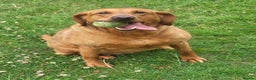 Labrador Retriever dogs for sale: Red labrador working dog  - Advert 2