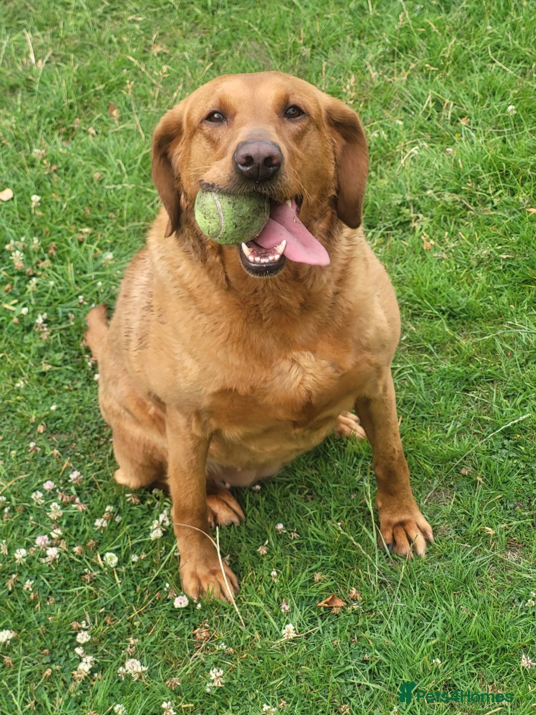 Labrador Retriever dogs for sale: Red labrador working dog  - Advert 2