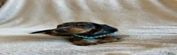 Miniature Dachshund dogs for sale:  KC Registered Miniature Dachshund Puppies - Advert 15