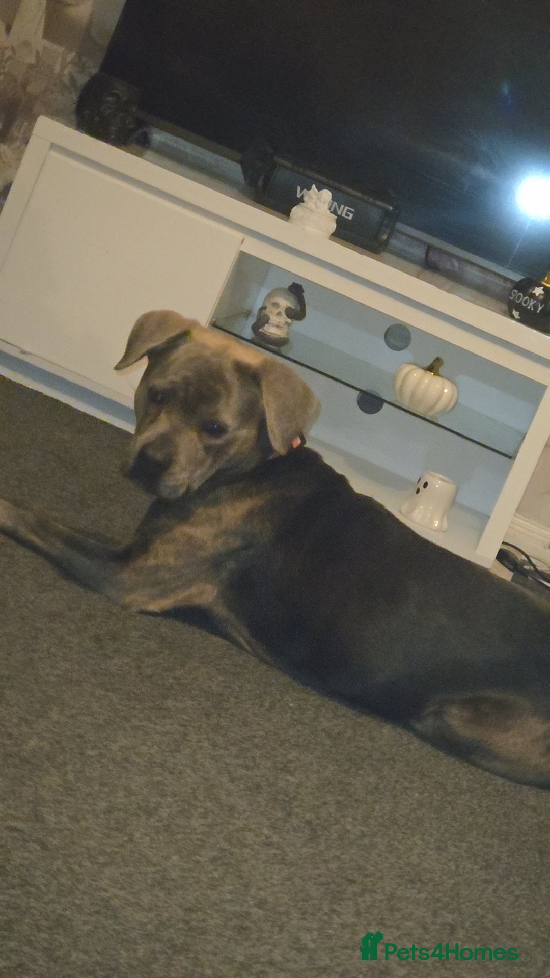 Mixed Breed dogs for sale: Staffy x rottweiler female  - Advert 2