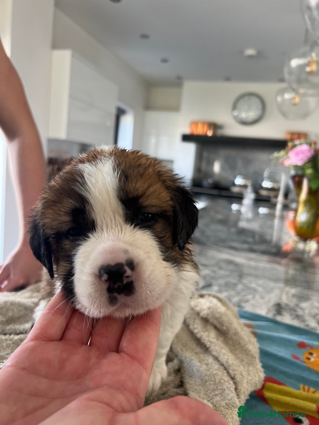 Saint Bernard dogs for sale: KC Registered St. Bernards For Sale! - Image 19