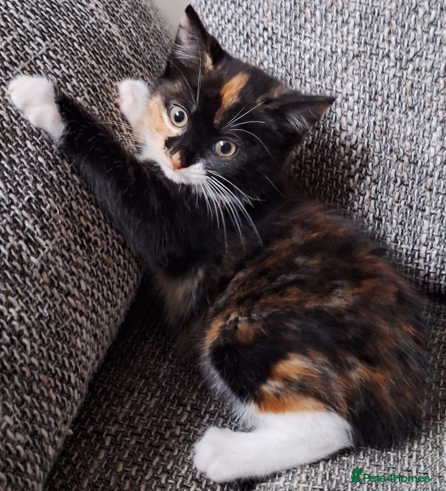 Mixed Breed cats for sale: Beautiful kittens 😻 ready for a new home  - Advert 20