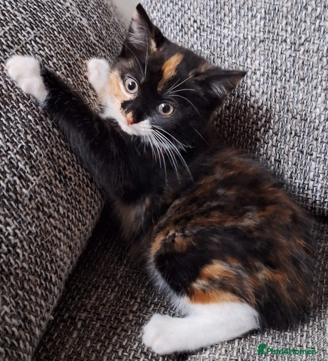 Mixed Breed cats for sale: Beautiful kittens 😻 ready for a new home  - Advert 2