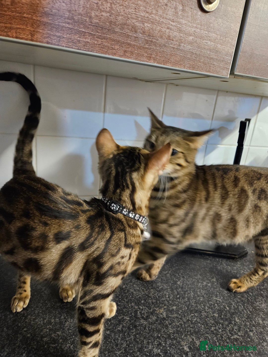 Bengal cats for sale: Silver/ mink bengals kittens  - Advert 10