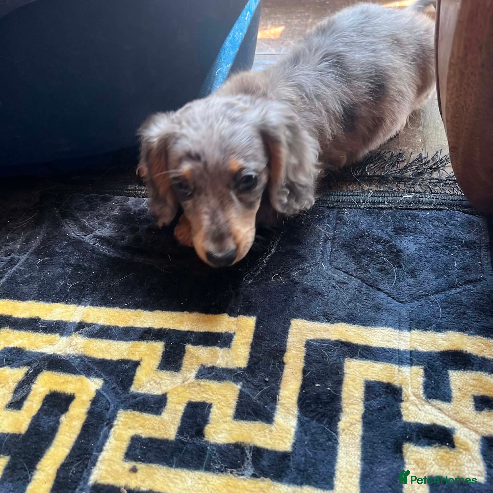 Dachshund dogs 5 gorgeous dachshund puppies for loving homes - Advert 2