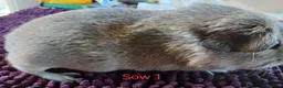 Guinea Pig rodents for sale: Silver and white Rex bred Boar and Sows - Advert 8