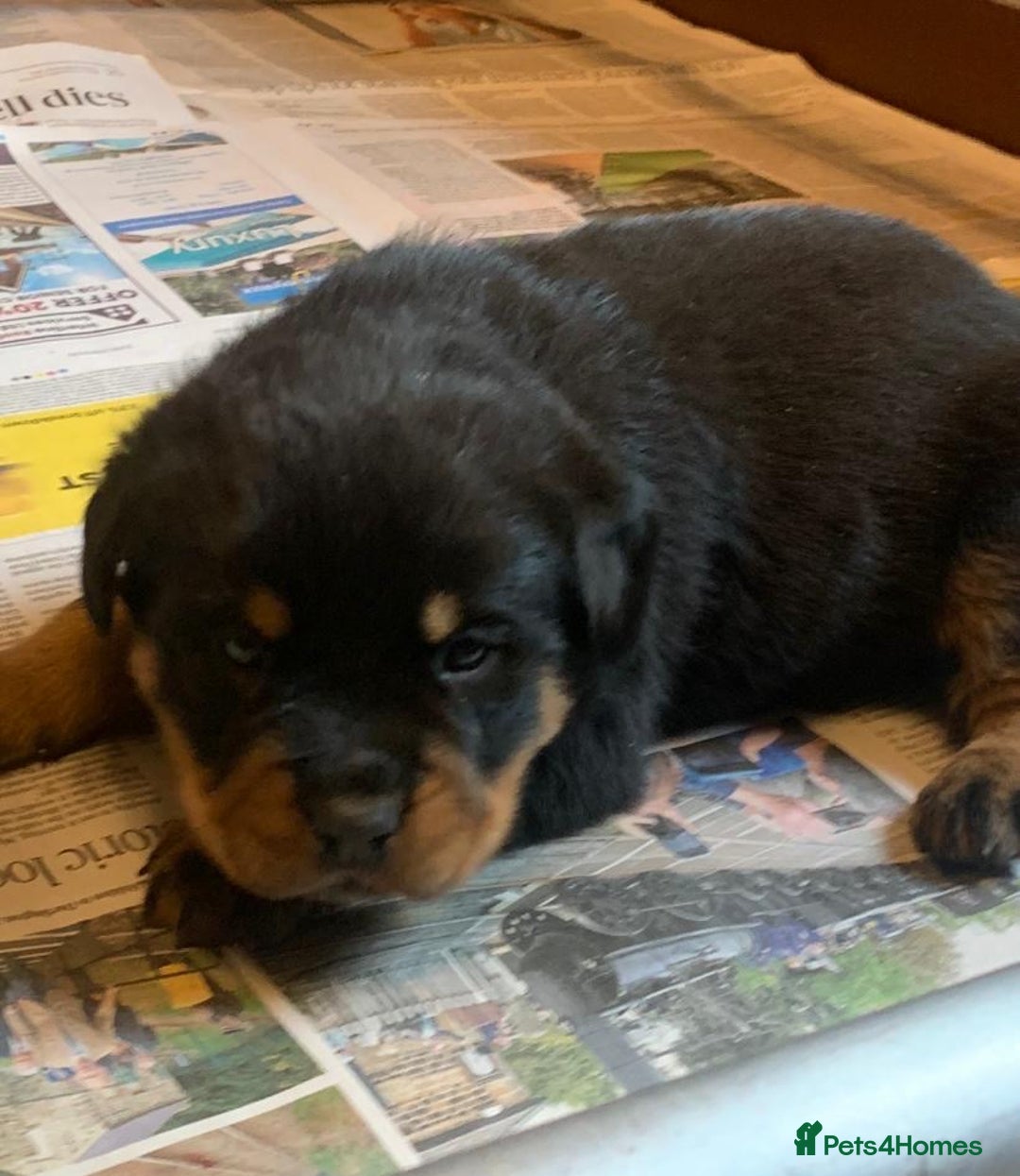 Rottweiler dogs for sale: Proper big old fashioned Rottie  pups ready now  - Advert 20