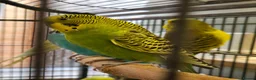 Budgerigars birds for sale: available Pet, breeding or tamed - Advert 2