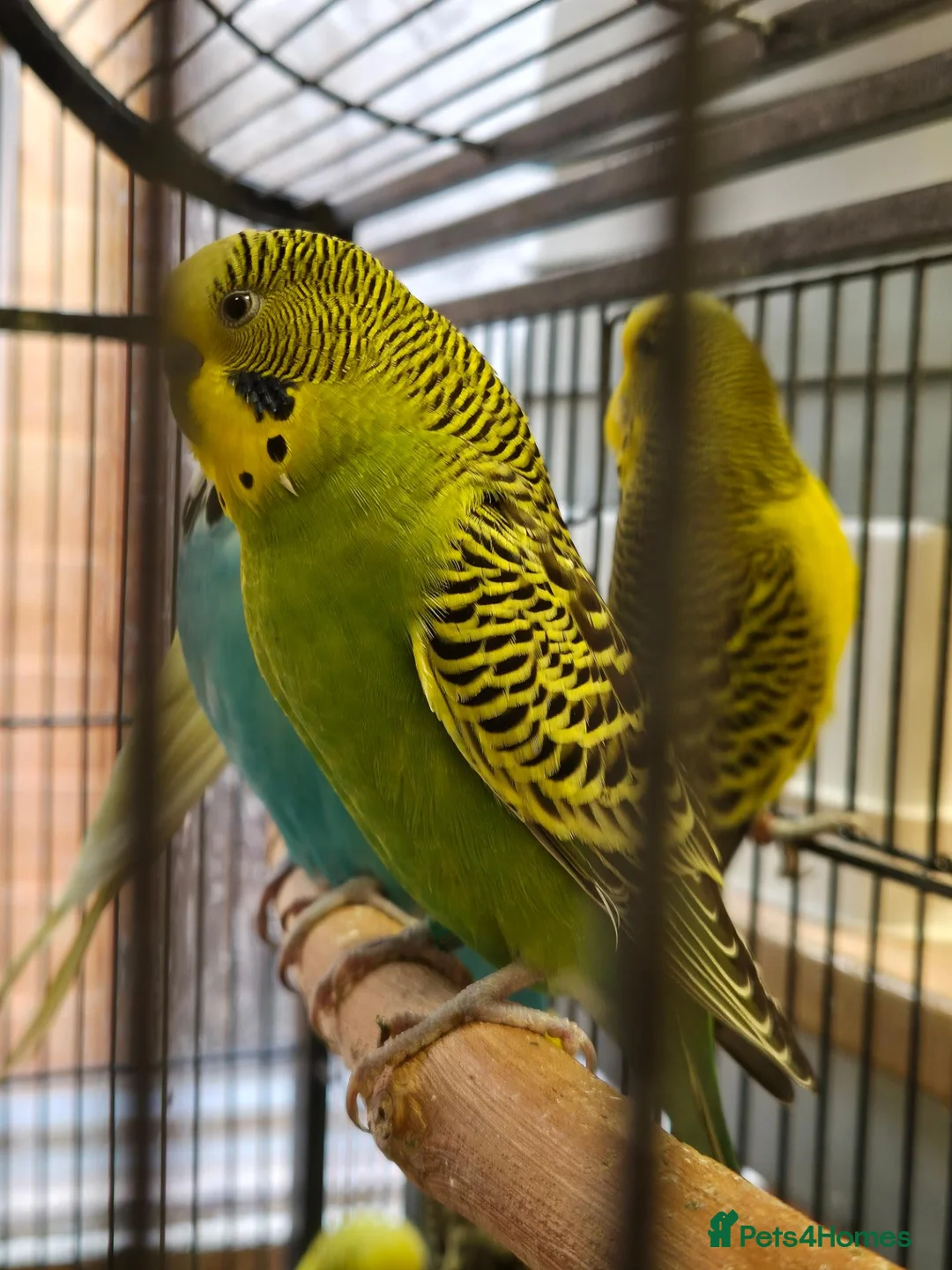 Budgerigars birds for sale: available Pet, breeding or tamed - Advert 2