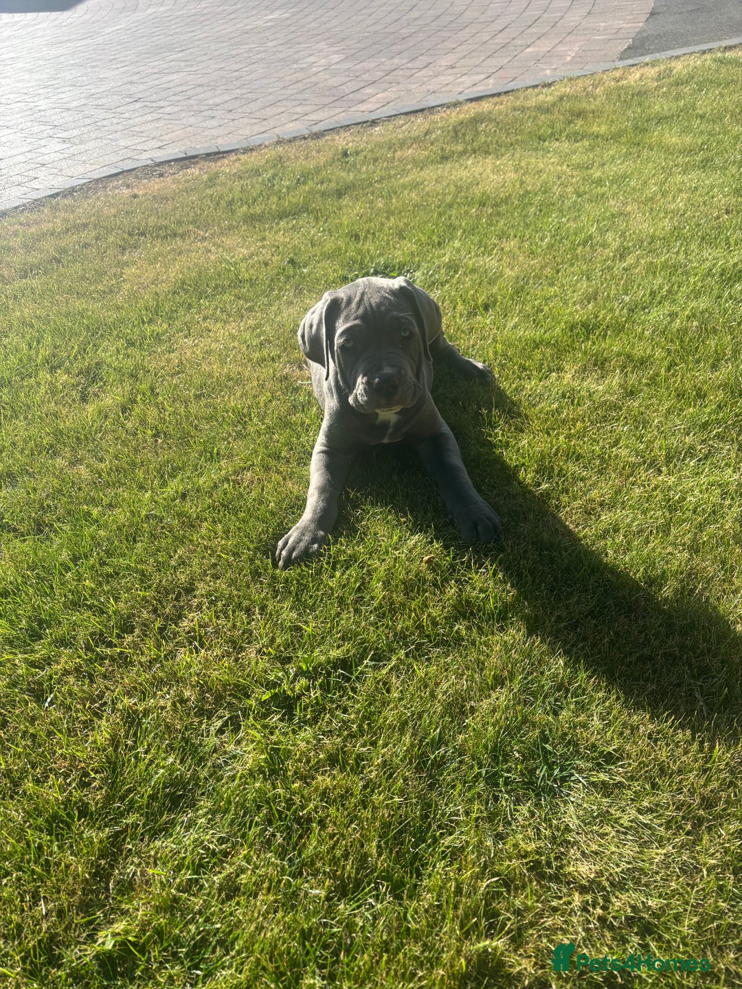 Cane Corso dogs for sale: Can Corso - Image 2