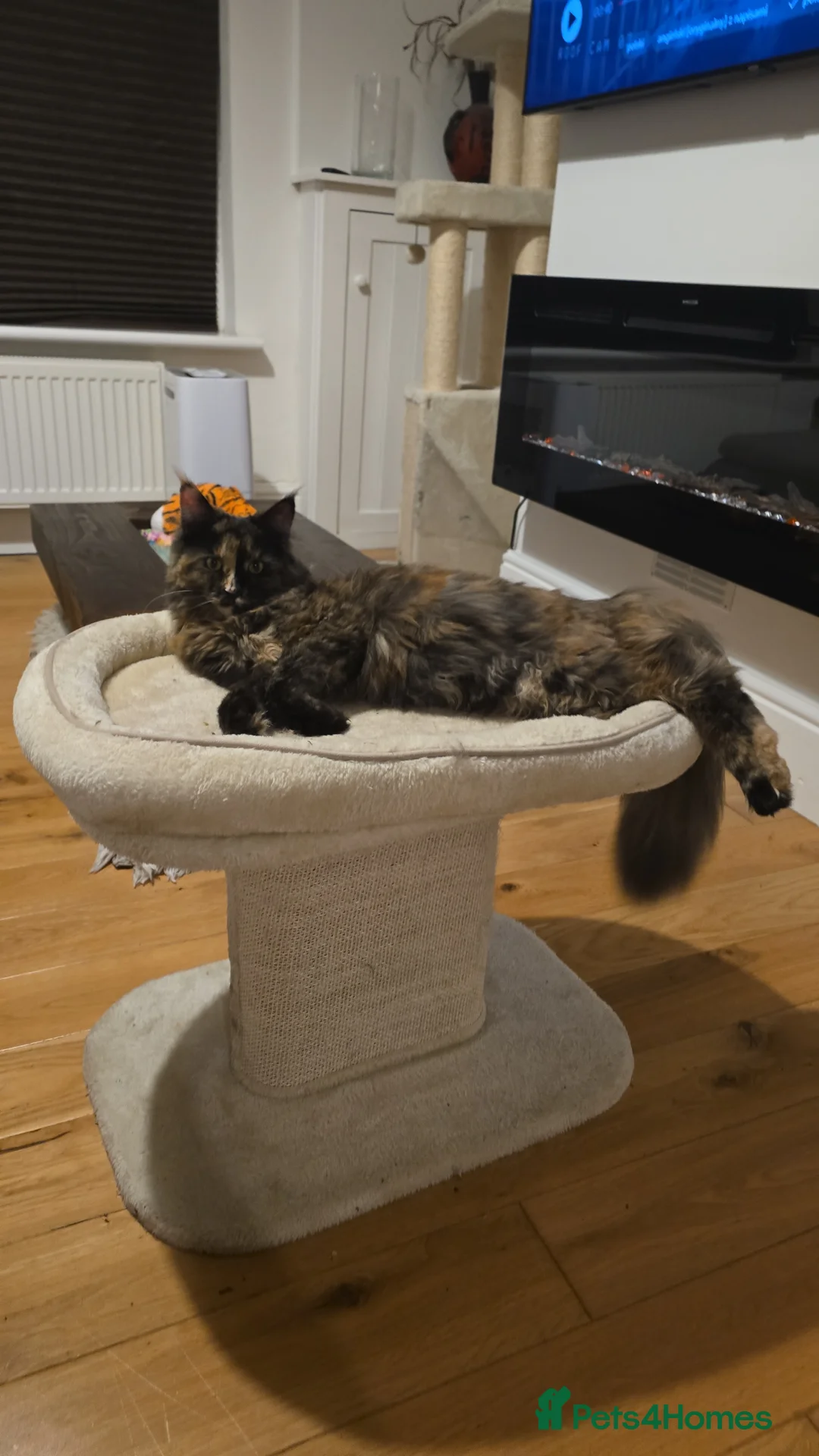 Mixed Breed cats for sale: Fluffy kittens for sale, mum is a Maine Coon in Northampton - Advert 2