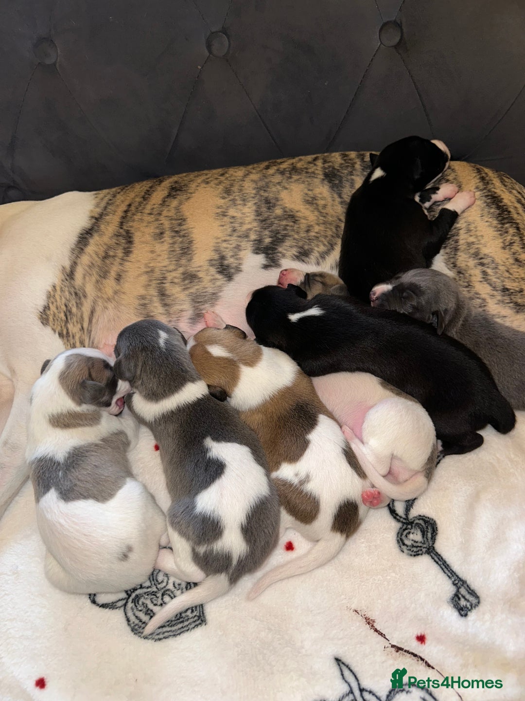 Whippet dogs for sale: KC Registered Whippet Puppies - Advert 3