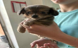 Chihuahua dogs for sale: Two boy chihuahua puppies  - Image 5
