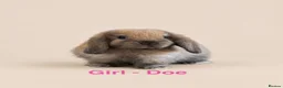 Mini Lop rabbits for sale: 🐰 Adorable Mini Lop Bunnies–Ready 30th October!🐰 - Advert 5
