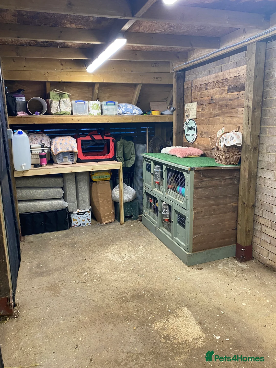 Mini Lop rabbits for sale: Purebred Baby Mini Lops - Advert 20