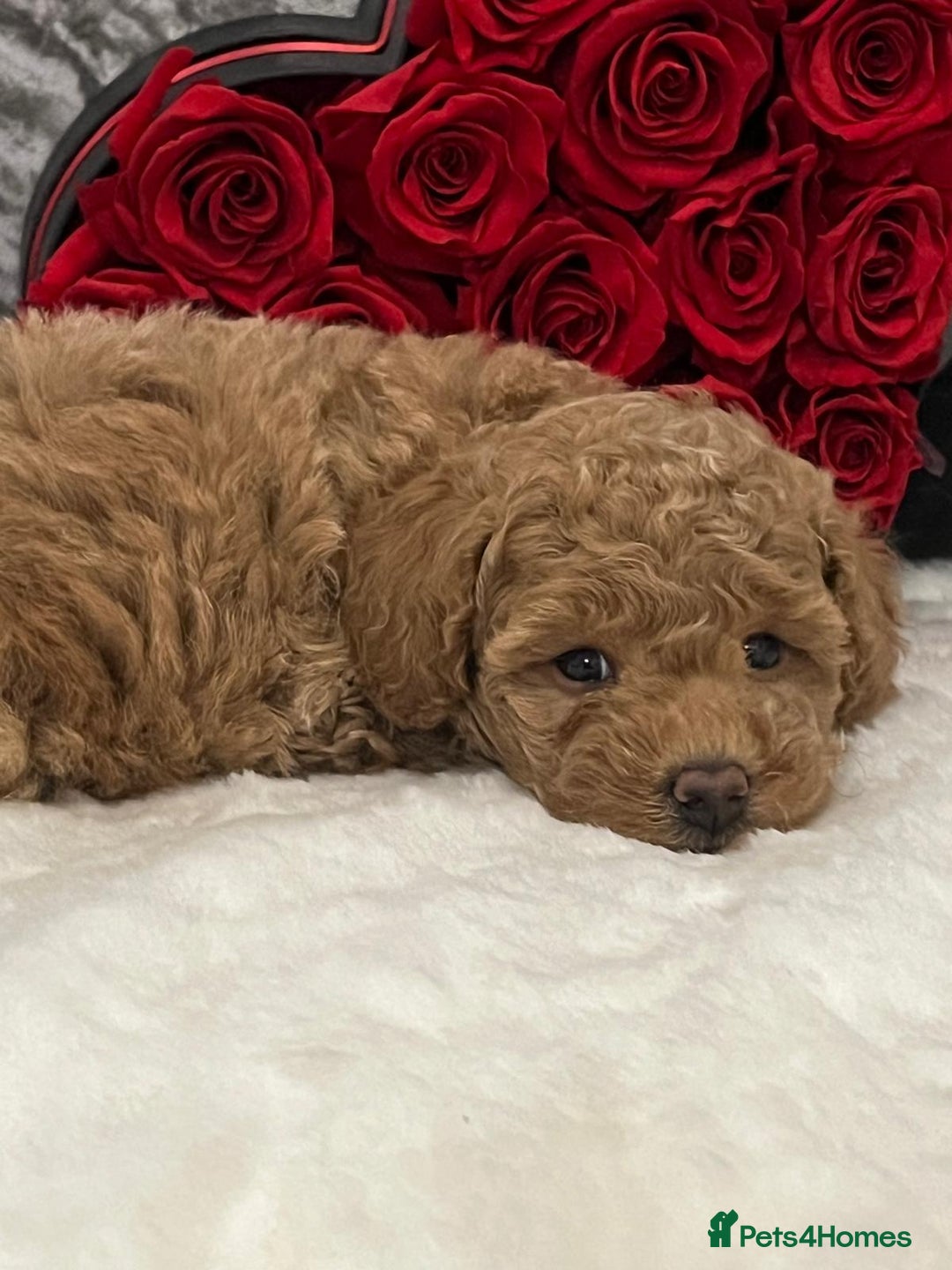 Cavapoo dogs for sale: Mixed litter ofBeautiful cavapoo  - Advert 11
