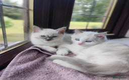Ragdoll cats for sale: Charming Ragdoll Kittens -  - Image 17