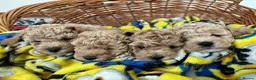 Maltipoo dogs for sale: Beautiful asian maltipoo puppys - Advert 28