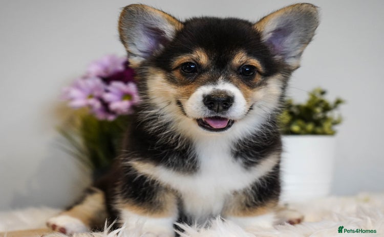 Welsh Corgi Pembroke dogs - Advert 1