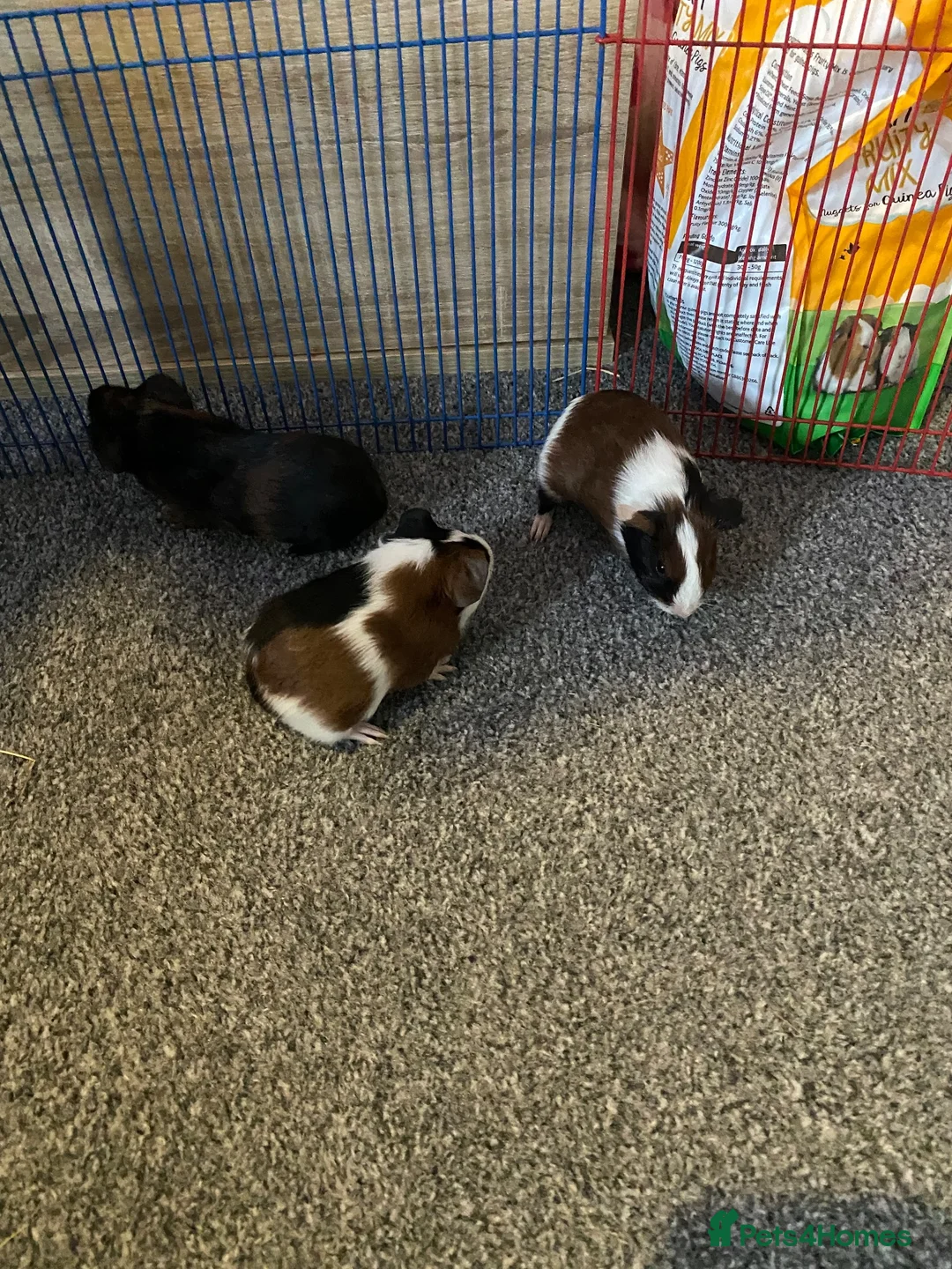 Guinea Pig rodents for sale: Lovely Guinea Pigs 2 Weeks to 7 Months  - Advert 1