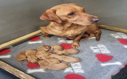 Hungarian Vizsla dogs for sale: Hungarian Vizsla x Fox Red Labrador Puppies - Image 19