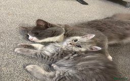 Siberian cats for sale: male and female - Image 2