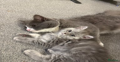 Siberian cats - Advert 15