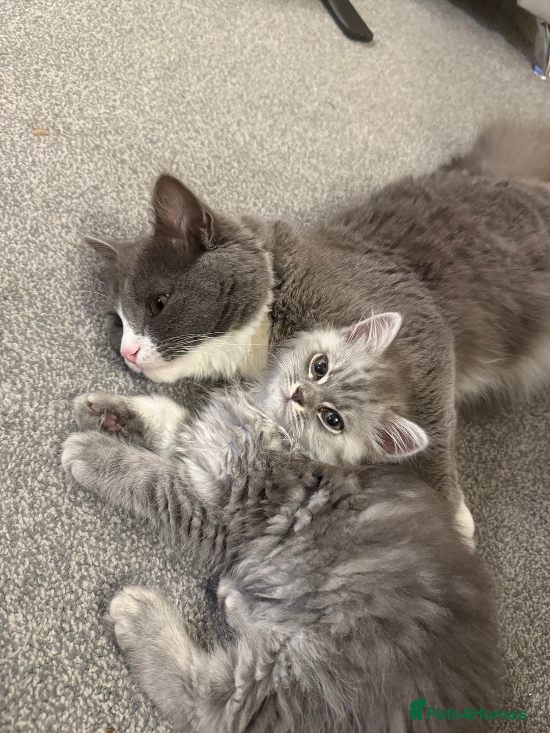 Siberian cats for sale: male and female - Image 2