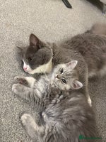 Siberian cats - Advert 4