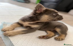 French Bulldog dogs for sale: Visual fluffy French bulldog puppies! - Image 16